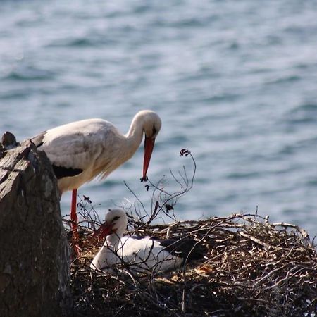 Refugio Do Almograve Διαμέρισμα Εξωτερικό φωτογραφία