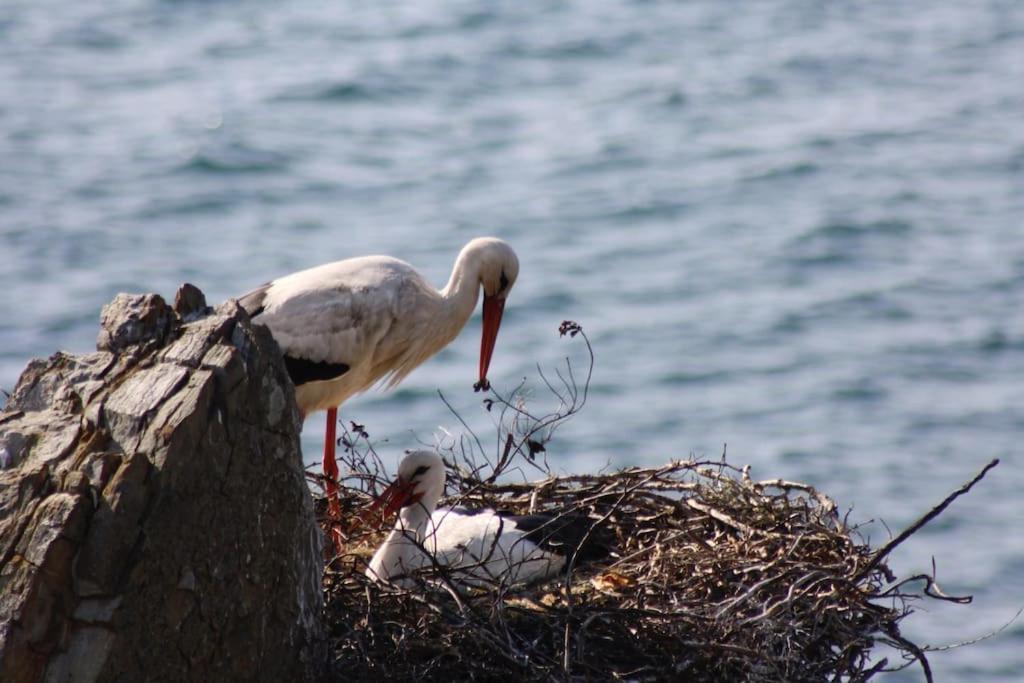 Refugio Do Almograve Διαμέρισμα Εξωτερικό φωτογραφία